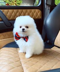 Pomeranian dog pet shop near me. Pomeranian Dog Shop Near Me Novocom Top