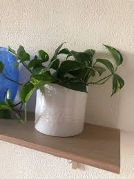 Image result for Epipremnum en casa