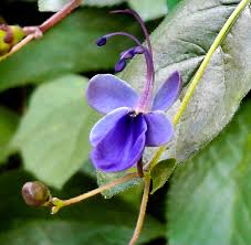 Image result for Rotheca myricoides