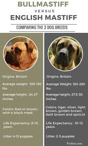 Difference Between Bullmastiff And English Mastiff