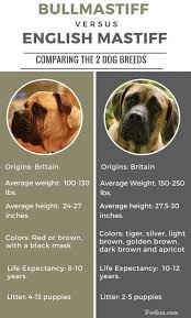 difference between bullmastiff and english mastiff