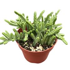 Image result for Crassula alticola