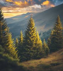 Richard Basch Obituary (2025)