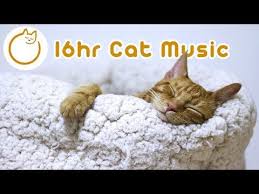 ○6○ tingly asmr triggers for relaxation ○◦○◦ thewaterwhispers tribute. Pin On Cats