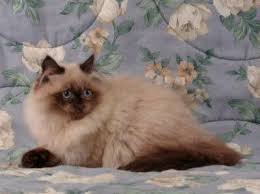 I am a quiet, mellow kitty who loves attention from my foster parents. Virginia Doll Face Persian Ct Doll Face Persian Kitten For Sale Persian Kittens For Sale Persian Kittens Persian Cat