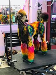 Dog Hair Dye For Creative Grooming Opawz Permanent Dye Dog Hair Dye Dog Dye Creative Grooming