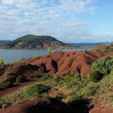 Image result for Selago lacunosa