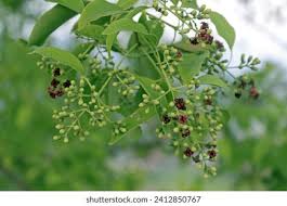 Image result for Salvadoraceae