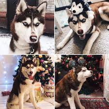Красавчик Хаски🐶 символ Нового года🎄... - Атмосферная фотостудия ...
