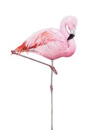 Martin Aveling Art Wildlife Artist Gallery Flamingo Art Flamingo Painting Flamingo Tattoo