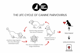 How To Prevent Parvo In Puppies! The Complete Guide 2022 - Smart Dog Owners