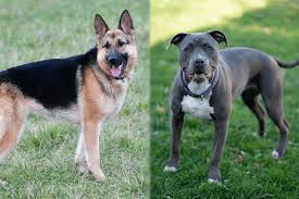 The german shepherd has a sloped back with hind legs stretched far back. Pitbull German Shepherd Mix Info Pictures Care More Pet Keen