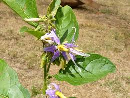 Image result for Solanum sp. B