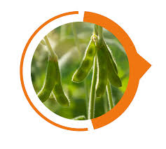 Image result for Brazzeia soyauxii