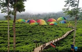 Kebun teh gunung gambir ini merupakan hamparan hijau kebun teh yang terletak di gunung gambir perbatasan kota jember dengan kota lumajang. Travel Paket Wisata Keindahan Kebun Teh Gunung Gambir Di Pedalaman Jember Jawa Timur