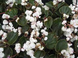 Except for the members that are blessed with a even a simple shop light with ordinary cool white tubes will suffice if you want to save money. 10 Varieties Of Begonias For Gardens And Containers