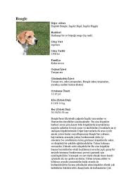 Beagle Evcil Hayvanlar Ve Renkler