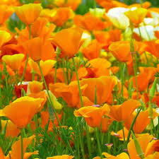 Image result for california poppy flower