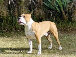 Dog Price List In India 2022 Find Your Budget Friendly Dog