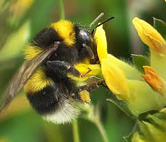 Image result for Bombus hortorum