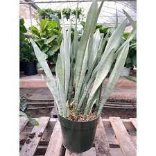 Image result for Sansevieria metallica
