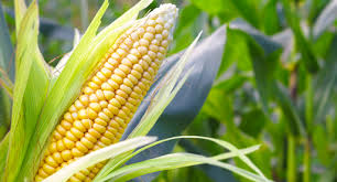 Maybe you would like to learn more about one of these? Sweetcorn Growing Guide Tui When To Plant Feed And Harvest