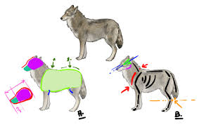 Maintenant on va un peu plus détailler. Comment Dessiner Un Loup Dessindigo