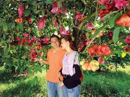 Tempat menarik di johor : 8 Tempat Menarik Di Desaru Yang Wajib Anda Kunjungi Ammboi