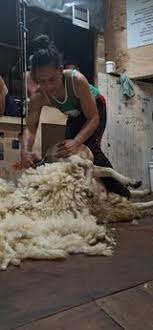 Shearing: Gisborne's Catherine Mullooly smashes record