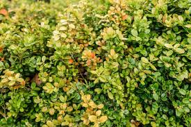 How to Grow and Care for Boxwood Shrubs