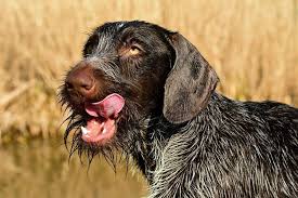 Le chien et le chat sont naturellement attirés par ces chenilles au mode de déplacement si. Les Dangers De La Chenille Processionnaire Pour Les Chiens De Chasse Chasse Passion