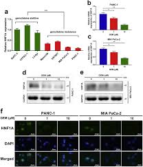 This means that the patients included in the analysis received. Hnf1a Inhibition Induces The Resistance Of Pancreatic Cancer Cells To Gemcitabine By Targeting Abcb1 Ebiomedicine
