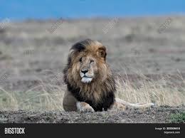 Scarface is probably the most famous lion in the maasai mara. Male African Lion Image Photo Free Trial Bigstock