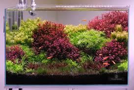 Image result for Rotala filiformis