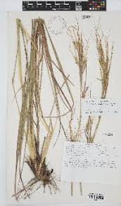 Image result for Hyperthelia dissoluta