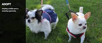 Homeward bound pet rescue is an all volunteer, nonprofit animal rescue in the columbia/irmo area of south carolina! Homeward Bound Pet Shelter