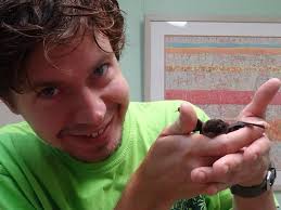 Little Bent-Wing Bat -Miniopterus australis