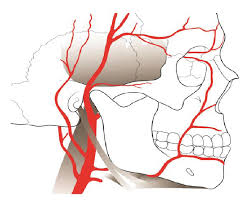 Through their course, they give off several meningeal, muscular and spinal branches for the nearby structures. Facial Arterial Supply Is Coming From The External Carotid Artery And Download Scientific Diagram