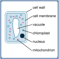 Simple Plant Cell Diagram Plant Cell Diagram Homeschool Science Science Curriculum