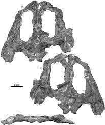 Our faculty work to resolve key issues faced by our civilization, which are addressed through our research, teaching, and in our community outreach. Plagiosuchus Pustuliferus Smns 57921 Photographs Of The Skull In A Download Scientific Diagram