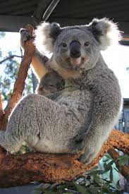 These Baby Koala Joeys Are Too Cute Cuddly Animals Koala Baby Koala
