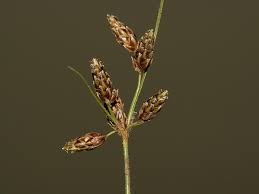 Image result for Fimbristylis dichotoma