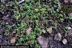 Image result for Drymaria cordata