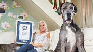 Freddy Le Plus Grand Chien Du Monde Est Mort Il N Etait Pas Seulement Le