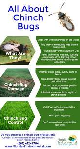 Pest control west palm beach. All About Chinch Bugs Infographic Treat Chinch Bugs West Palm Beach Florida Palm Beach Florida Organic Lawn Care