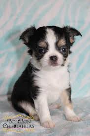 She is 4,5 months old. Chihuahua Puppies For Sale Chihuahua Puppies Cute Chihuahua Puppies