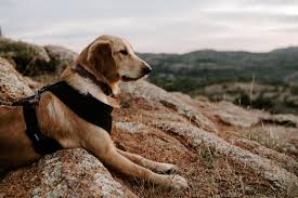 Maybe you would like to learn more about one of these? How To Train Your Dog To Hike Walk Off Leash Hubpages