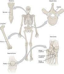 Human Skeleton Anatomy Skeleton Anatomy Anatomy And Physiology