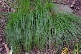 Image result for Carex conferta