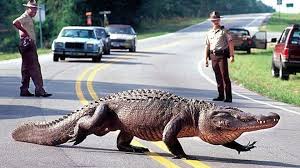 Image result for alligators